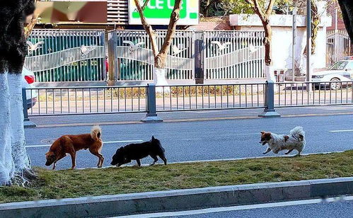 上街遛的宠物狗怎么办