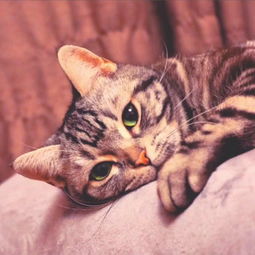 害怕宠物猫怎么克服它