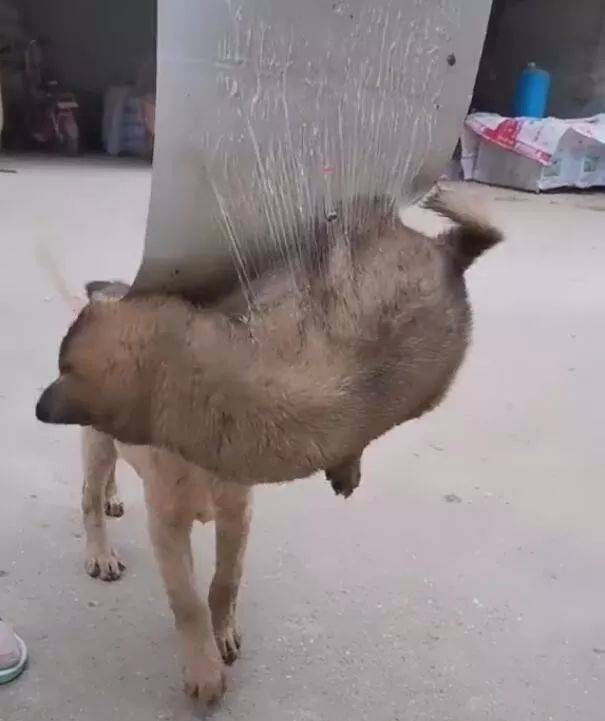 宠物狗粘到老鼠贴怎么洗