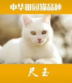 夸自己养的宠物猫怎么说