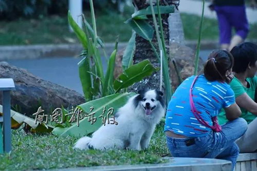宠物狗追着小孩跑怎么办