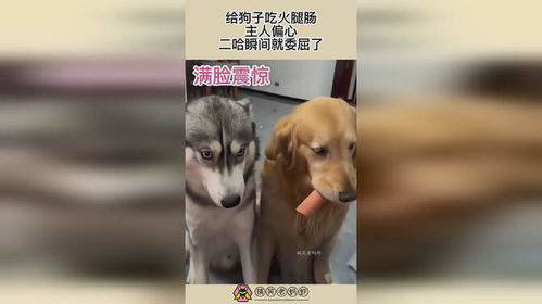 小狗吃多少火腿肠