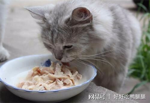 新鲜宠物猫粮怎么喂猫