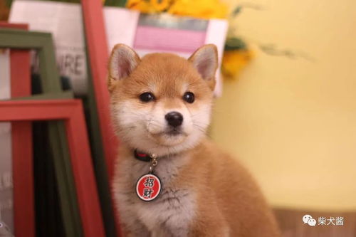 柴犬多少钱一只最便宜