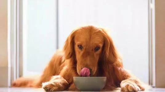 宠物狗零食该怎么喂呢