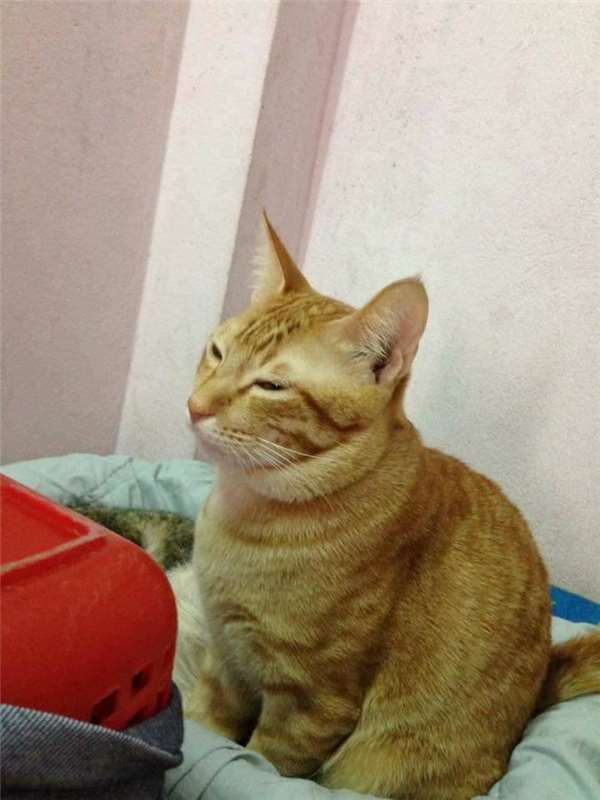 宠物猫咪怎么生猫宝宝