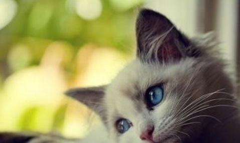 家里怎么养宠物猫
