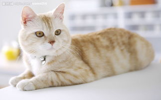 普通猫宠物猫怎么养