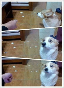 宠物狗被错配了怎么办啊