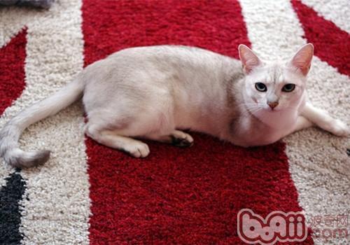宠物猫中毒怎么预防
