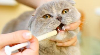 宠物猫喂药怎么喂