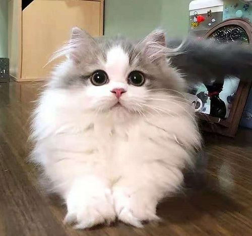 宠物猫年龄怎么区分男女