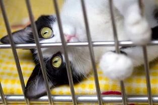 宠物猫仔要怎么寄养
