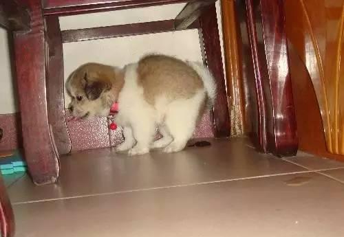叫宠物狗回家会怎么样吗