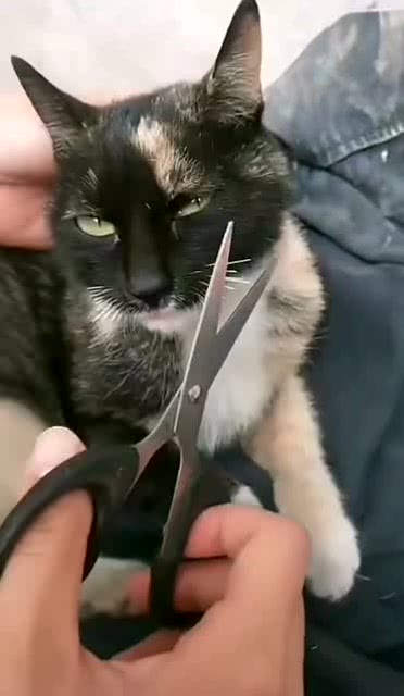 宠物猫发怎么剪
