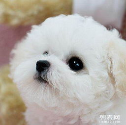 宠物狗售卖合同书怎么写