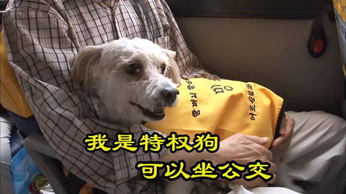 怎么带宠物狗上公交车