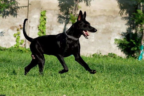 正宗下司犬多少钱一只