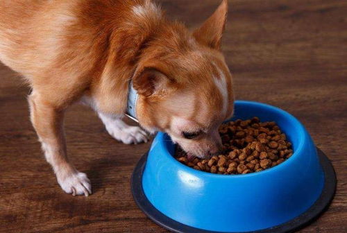 成犬一顿吃多少狗粮