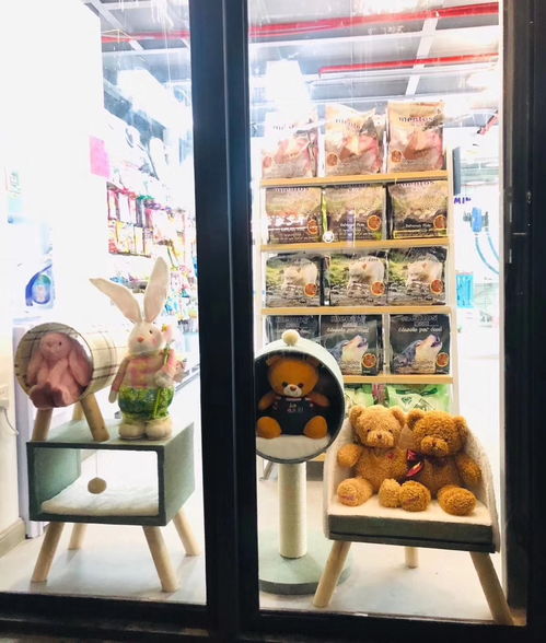 宠物猫咖店怎么开