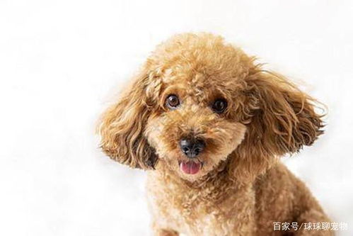 小宠物狗不拆家怎么办呢