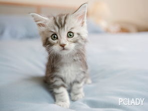 宠物猫幼猫真猫怎么养