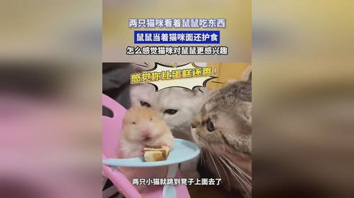 怎么让宠物猫吃老鼠