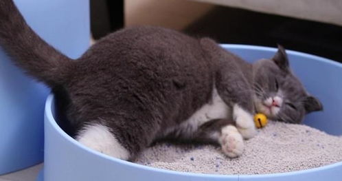 宠物猫怎么训练用猫砂