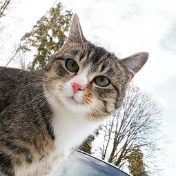 宠物猫定期做驱虫怎么做