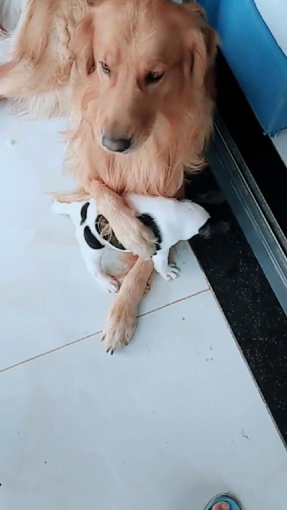 宠物狗生小狗该怎么办呢