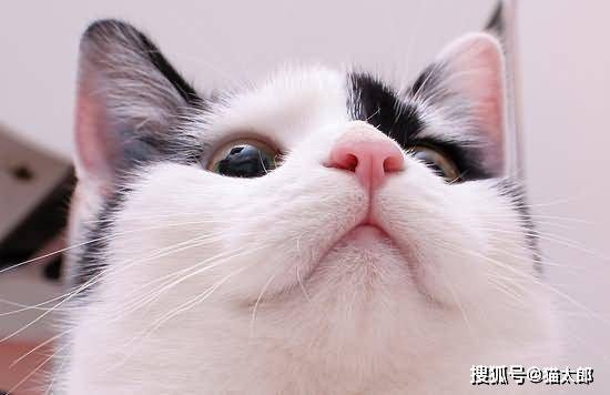 宠物猫怎么容易生病呢