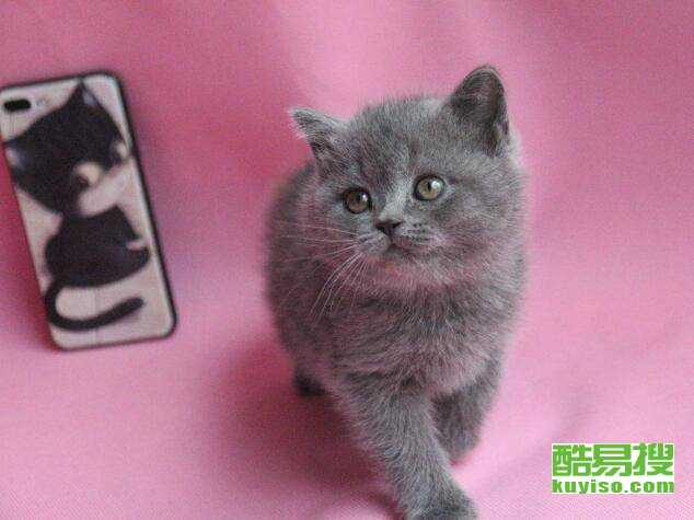 蓝猫价格多少钱一只