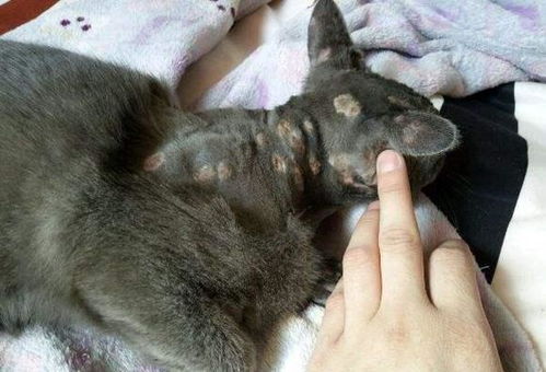 宠物狗得了猫癣怎么办