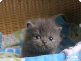 婴儿宠物猫怎么养