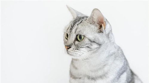 宠物猫毛分层怎么回事儿