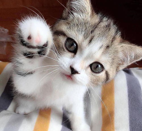 宠物猫怎么关灯光亮度好
