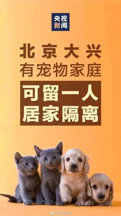被隔离家庭宠物狗怎么办