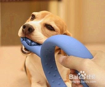 怎么拿纸做宠物狗玩具教程