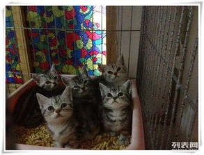 怎么买个好宠物猫狗狗