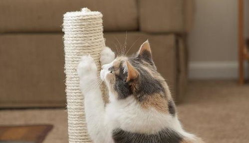 怎么防止宠物猫抓沙发