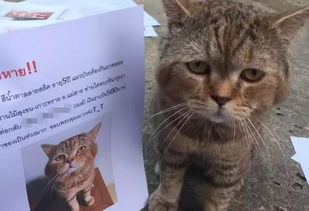 流浪猫找宠物猫怎么找