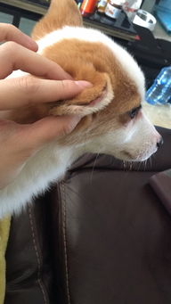 宠物狗耳朵不长毛怎么办