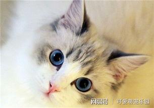 怎么获得可爱宠物猫