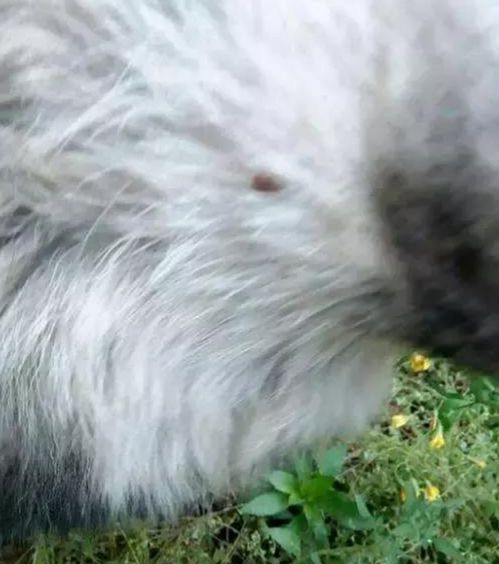 宠物狗被虫咬怎么办