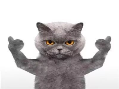 抖音号宠物猫推荐怎么做