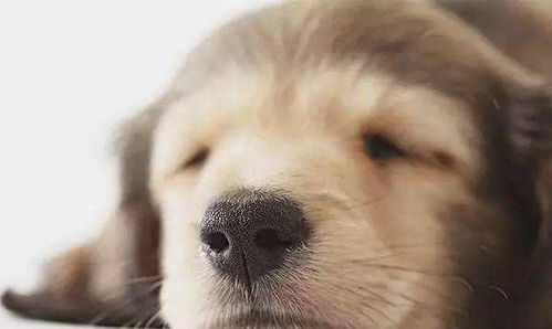 狗的嗅觉是人类的多少倍
