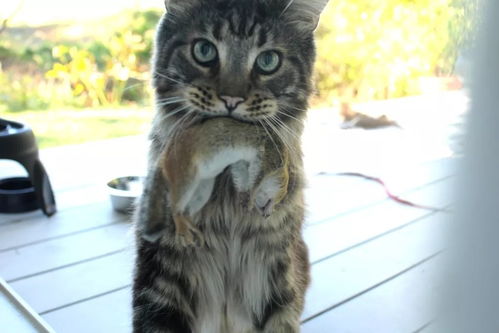宠物猫叼东西怎么回事儿