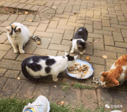 大龄猫怎么选宠物猫粮