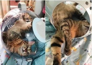 宠物猫被子怎么盖住