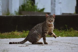 宠物猫偷吃老鼠怎么处理